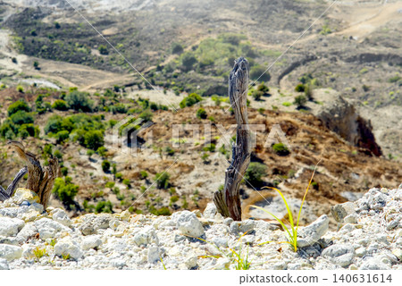 a small tree on the mountain slope 140631614