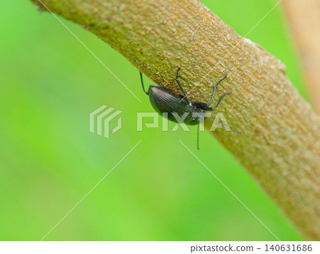 Membrionidae 日本 Kimawari Membrionidae 日本 Kimawari 140631686