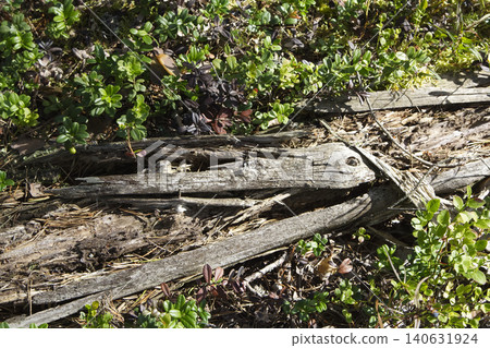 Decaying Fallen Log in Forest Undergrowth Close Up Decaying Fallen Log in Forest Undergrowth Close Up 140631924