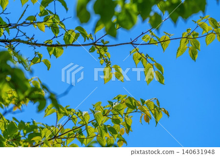 一張清新自然的初夏背景圖片,展現了湛藍的天空和翠綠的樹葉。 一張清新自然的初夏背景圖片,展現了湛藍的天空和翠綠的樹葉。 140631948