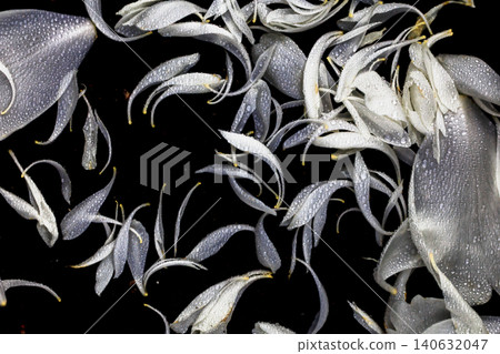 飄落的白色花瓣 飄落的白色花瓣 140632047