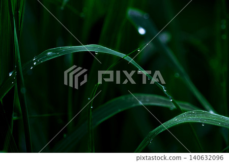 blades of grass wet with morning dew blades of grass wet with morning dew 140632096