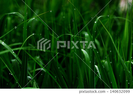 blades of grass wet with morning dew blades of grass wet with morning dew 140632099