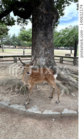 Nara deer Nara deer 140632174