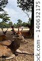 A deer with magnificent antlers 140632175