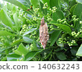 Bagworm moth 140632243