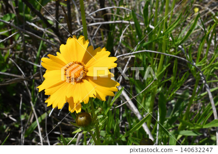 Large-flowered coreopsis growing in clusters on the riverbank 140632247