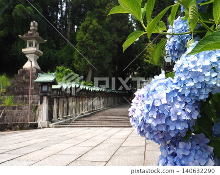 The beautiful approach to Hozanji Temple is lined with rows of blue hydrangeas and solemn stone lanterns stretching as far as the eye can see. The beautiful approach to Hozanji Temple is lined with rows of blue hydrangeas and solemn stone lanterns stretching as far as the eye can see. 140632290
