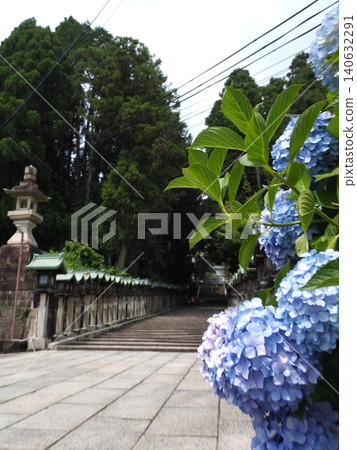 The beautiful approach to Hozanji Temple is lined with rows of blue hydrangeas and solemn stone lanterns stretching as far as the eye can see. The beautiful approach to Hozanji Temple is lined with rows of blue hydrangeas and solemn stone lanterns stretching as far as the eye can see. 140632291