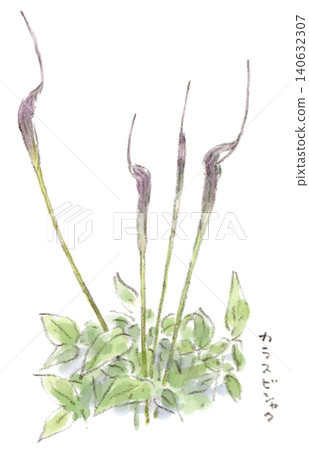 A watercolor illustration of Arisaema heterophyllum, a plant that blooms from early summer to the rainy season, looking like siblings. A watercolor illustration of Arisaema heterophyllum, a plant that blooms from early summer to the rainy season, looking like siblings. 140632307