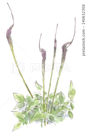 A watercolor illustration of Arisaema heterophyllum, a plant that blooms from early summer to the rainy season, looking like siblings. A watercolor illustration of Arisaema heterophyllum, a plant that blooms from early summer to the rainy season, looking like siblings. 140632308