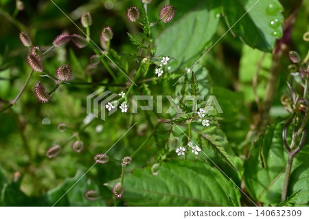 Flowers of the Japanese bush louse (Torilis japonica), male bush lice, and weed flowers. Flowers of the Japanese bush louse (Torilis japonica), male bush lice, and weed flowers. 140632309