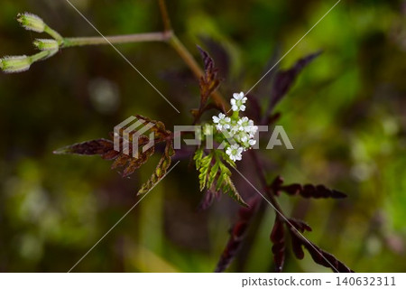 日本灌木蝨（Torilis japonica）的花、雄性灌木蝨和雜草的花。 140632311