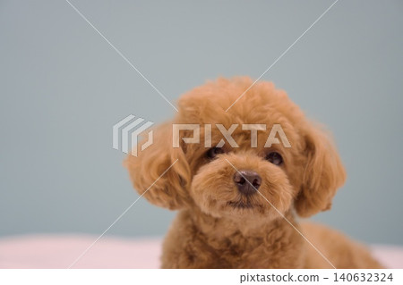 Pet-friendly hotels Pet-friendly hotels 140632324