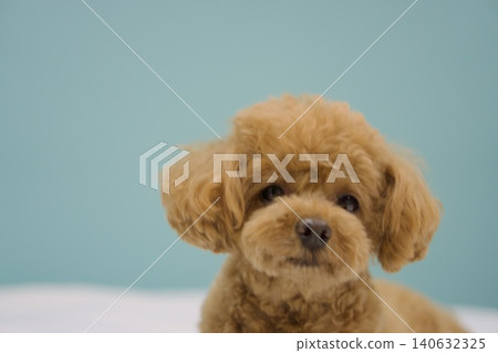 Pet-friendly hotels Pet-friendly hotels 140632325