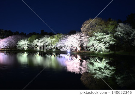 Cherry blossoms illuminated at night at Benten-gata Scenic Park (Seiro-machi, Niigata Prefecture) Cherry blossoms illuminated at night at Benten-gata Scenic Park (Seiro-machi, Niigata Prefecture) 140632346
