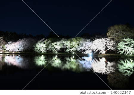 Cherry blossoms illuminated at night at Benten-gata Scenic Park (Seiro-machi, Niigata Prefecture) Cherry blossoms illuminated at night at Benten-gata Scenic Park (Seiro-machi, Niigata Prefecture) 140632347
