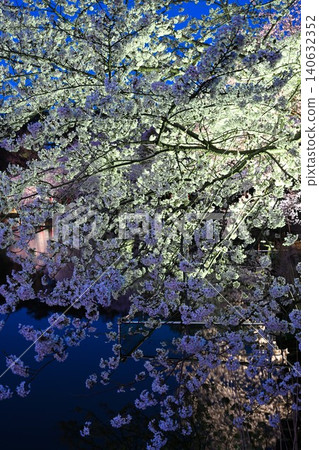Cherry blossoms illuminated at night at Benten-gata Scenic Park (Seiro-machi, Niigata Prefecture) Cherry blossoms illuminated at night at Benten-gata Scenic Park (Seiro-machi, Niigata Prefecture) 140632352