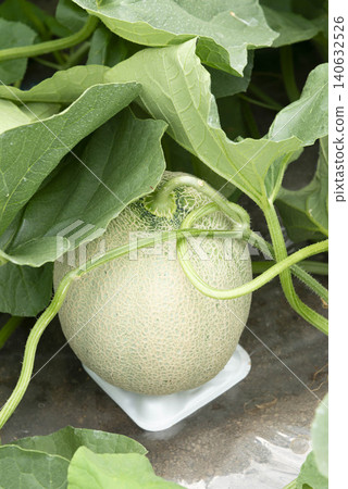 A scene of agricultural cultivation where blue melons, wrapped in netting, are growing. A scene of agricultural cultivation where blue melons, wrapped in netting, are growing. 140632526