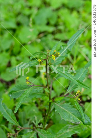 Dog mustard flower, wild mustard, wild flower Dog mustard flower, wild mustard, wild flower 140632579