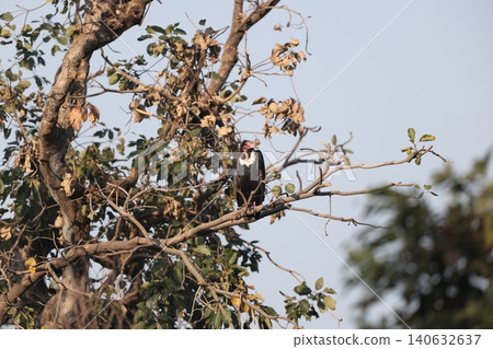 Eared vulture 140632637