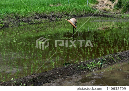 A traditional rice planting scene - the process of planting rice by hand - a rare sight A traditional rice planting scene - the process of planting rice by hand - a rare sight 140632709