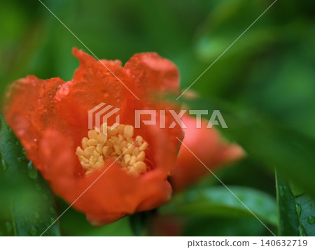 Orange pomegranate blossoms bloomed in the light rain of June. Orange pomegranate blossoms bloomed in the light rain of June. 140632719