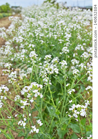 Plant: Radish flower (Brassicaceae family) Plant: Radish flower (Brassicaceae family) 140632884