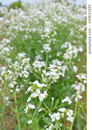 植物:蘿蔔花(十字花科) 植物:蘿蔔花(十字花科) 140632885