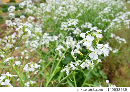 植物：蘿蔔花（十字花科） 140632886