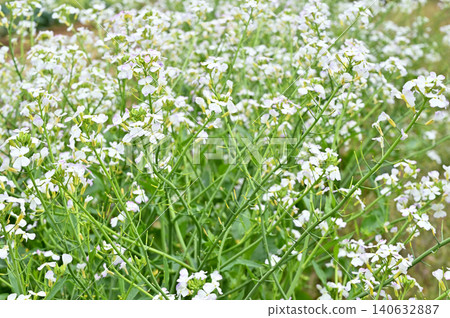 Plant: Radish flower (Brassicaceae family) Plant: Radish flower (Brassicaceae family) 140632887