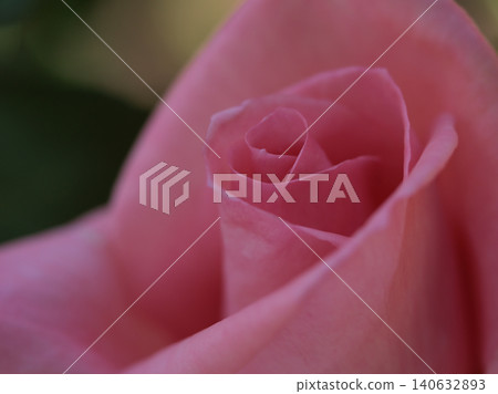 "Princess Aiko" is a pink rose that bloomed beautifully in May. "Princess Aiko" is a pink rose that bloomed beautifully in May. 140632893