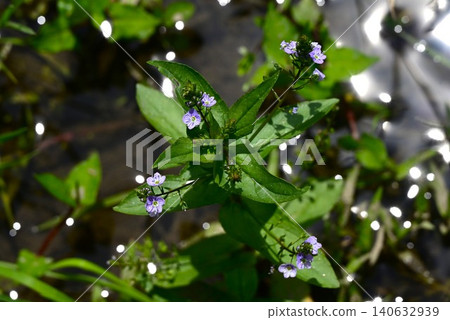 大葉萵苣(Veronica undulata) 大葉萵苣(Veronica undulata) 140632939