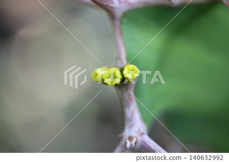 大花多肉植物 大花多肉植物 140632992
