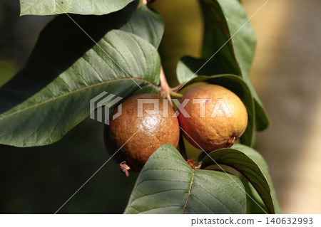 Purple guava fruit Purple guava fruit 140632993