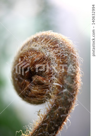 New shoots of Cyathea spinulosa New shoots of Cyathea spinulosa 140632994