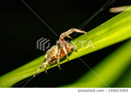 A spider waiting for prey on a leaf. A spider waiting for prey on a leaf. 140633069