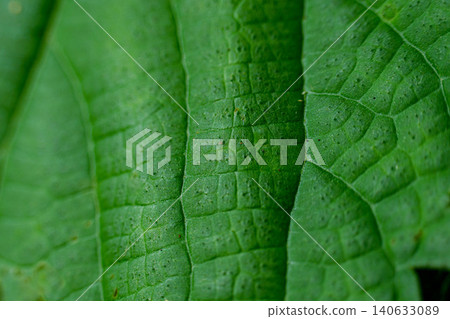 Veins of a leaf wet with rain Veins of a leaf wet with rain 140633089