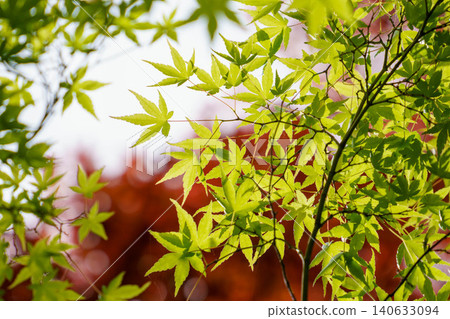 Fresh green leaves bathed in sunlight Fresh green leaves bathed in sunlight 140633094