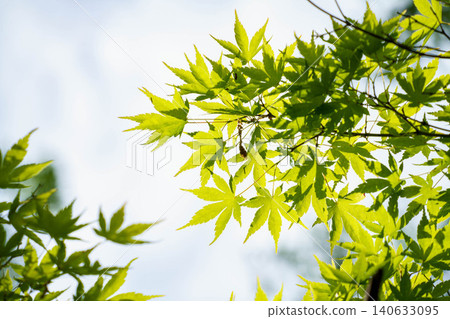Fresh green leaves bathed in sunlight Fresh green leaves bathed in sunlight 140633095