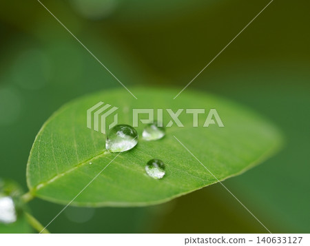 Water droplets on leaves Water droplets on leaves 140633127