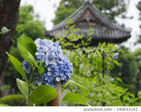 繡球花在雨中濕潤 140633142