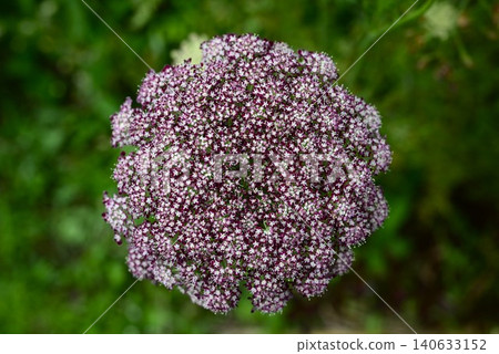Daucus Darla Flower, Black Lace Flower, Wild Carrot, Queen Anne's Lace 140633152