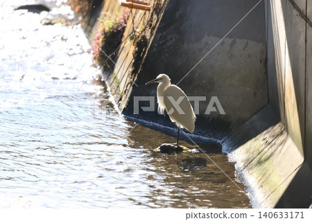 A little egret standing in the shade of the waterway. 140633171