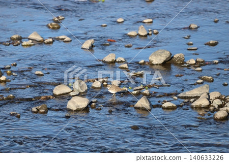 A Little Ringed Plover standing by the water's edge A Little Ringed Plover standing by the water's edge 140633226