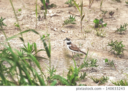 Little ringed plover taking a walk Little ringed plover taking a walk 140633243