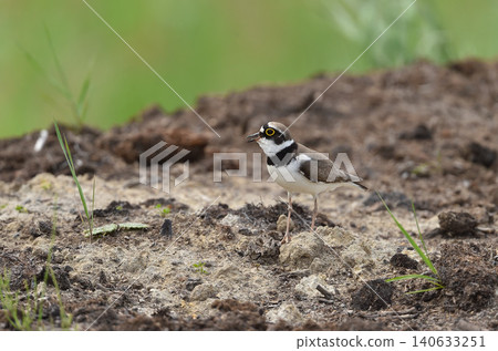 鳴唱的小環頸鴴 鳴唱的小環頸鴴 140633251