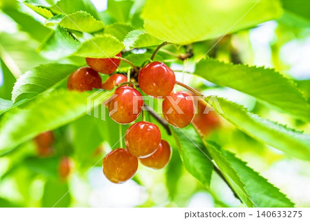 Ripe red cherries: "Sato Nishiki cherry picking" in Tendo City, Yamagata Prefecture Ripe red cherries: "Sato Nishiki cherry picking" in Tendo City, Yamagata Prefecture 140633275