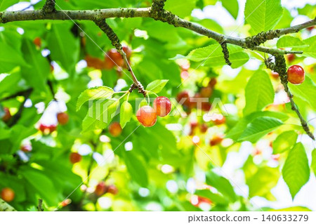 Ripe red cherries: "Sato Nishiki cherry picking" in Tendo City, Yamagata Prefecture Ripe red cherries: "Sato Nishiki cherry picking" in Tendo City, Yamagata Prefecture 140633279