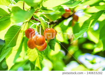 成熟的紅櫻桃:山形縣天童市的“佐藤錦採摘櫻桃” 成熟的紅櫻桃:山形縣天童市的“佐藤錦採摘櫻桃” 140633282
